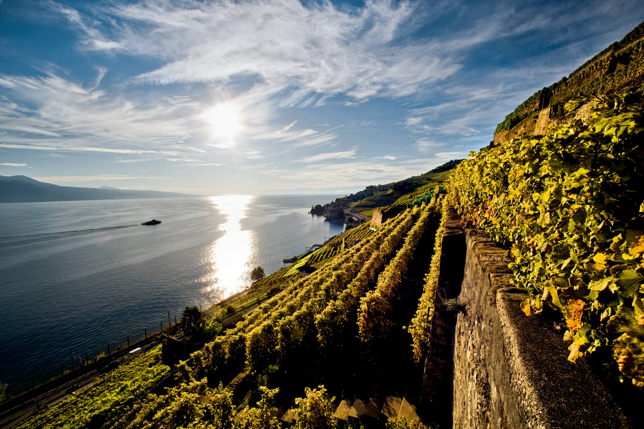 ST_3x2_St-Saphorin-Vineyard_16470